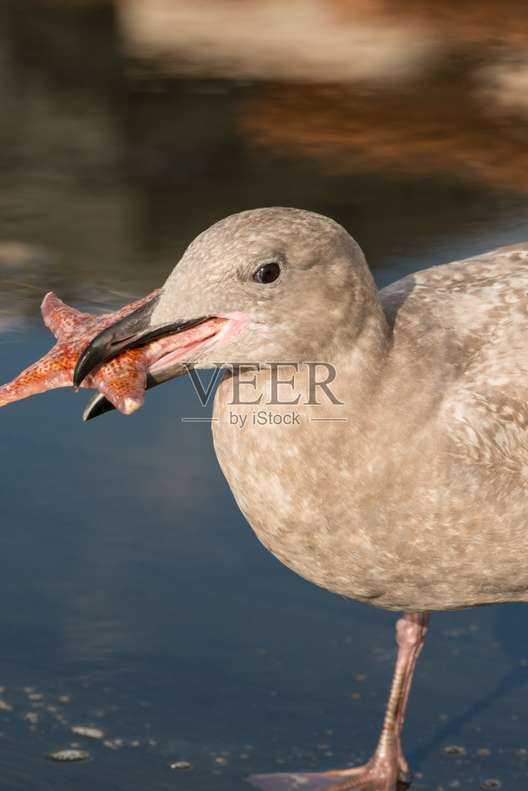 西部黄金照片摄影图片