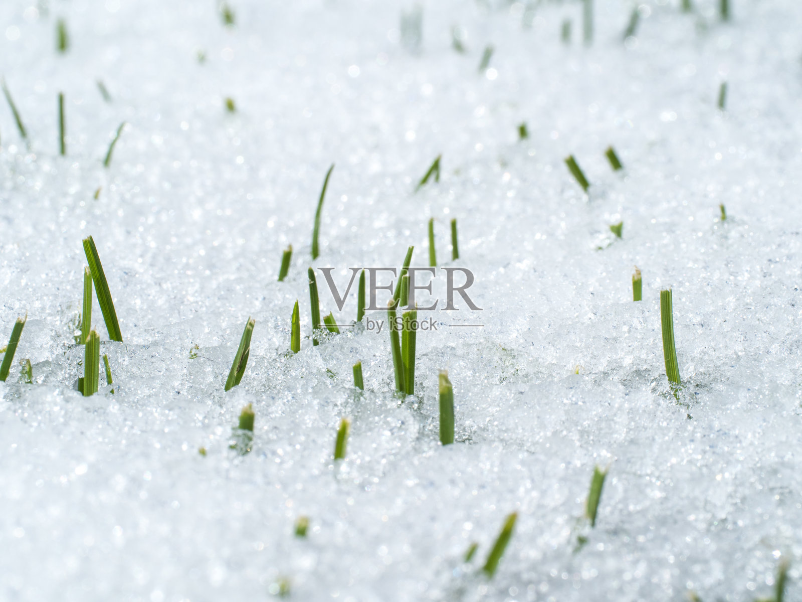 春天来了照片摄影图片