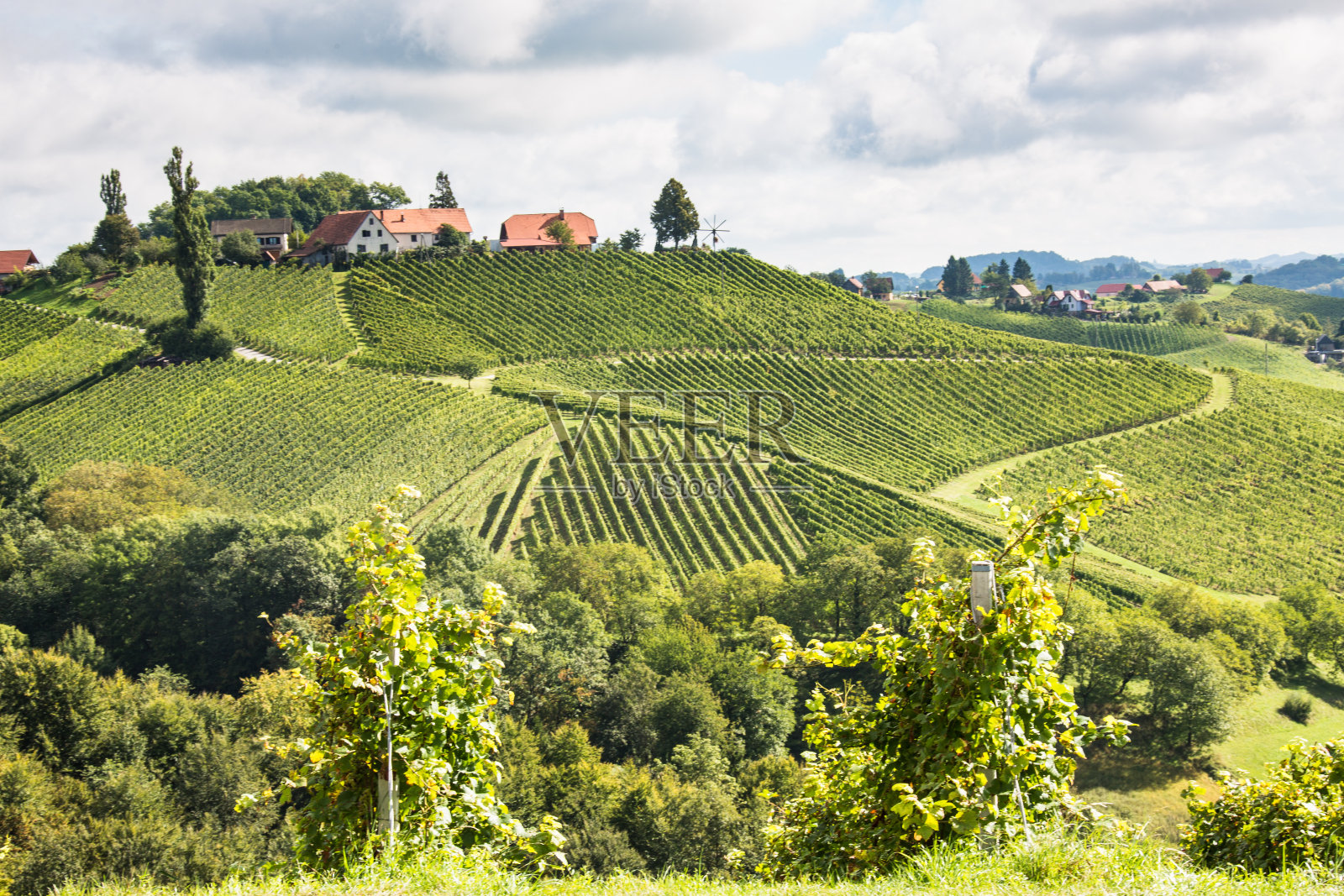 奥地利斯蒂里亚的葡萄园照片摄影图片