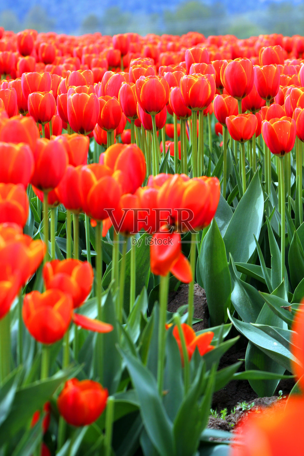 橙色的生活照片摄影图片