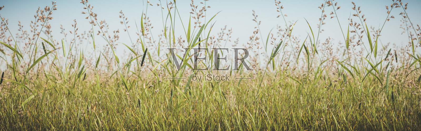 夏季草地照片摄影图片