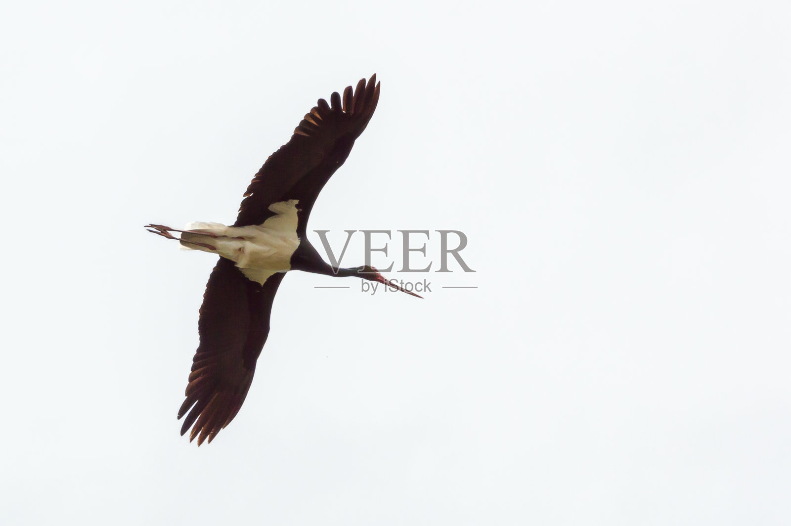 西班牙东部蒙弗拉格自然保护区的黑鹳,照片摄影图片