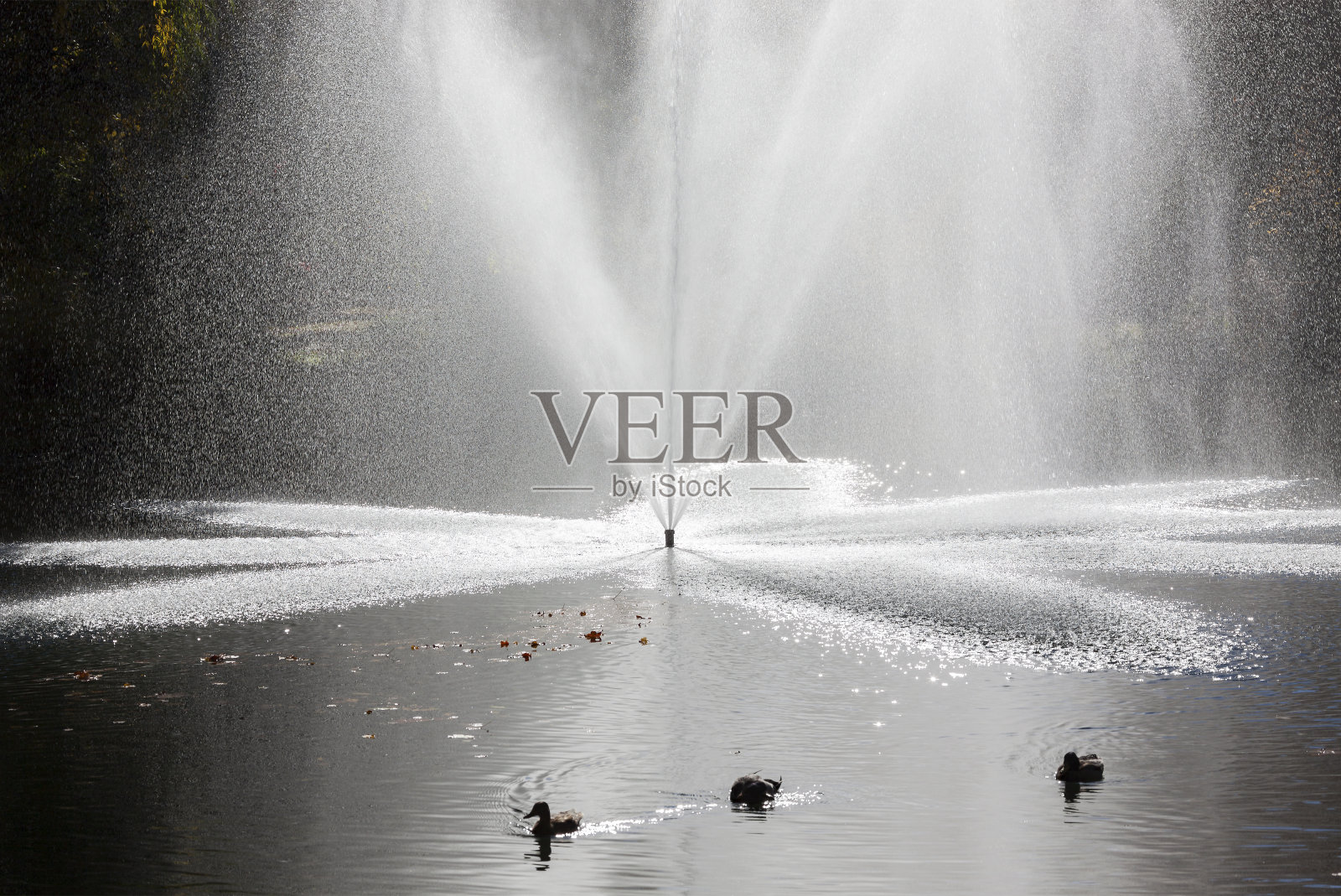 喷泉喷泉闪闪发光的秋天公园和湖泊与鸭子照片摄影图片