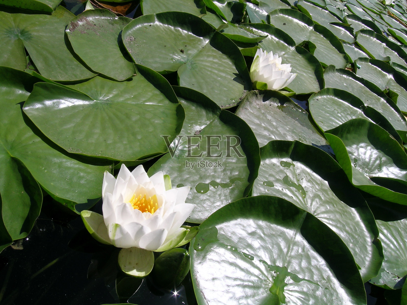 睡莲照片摄影图片