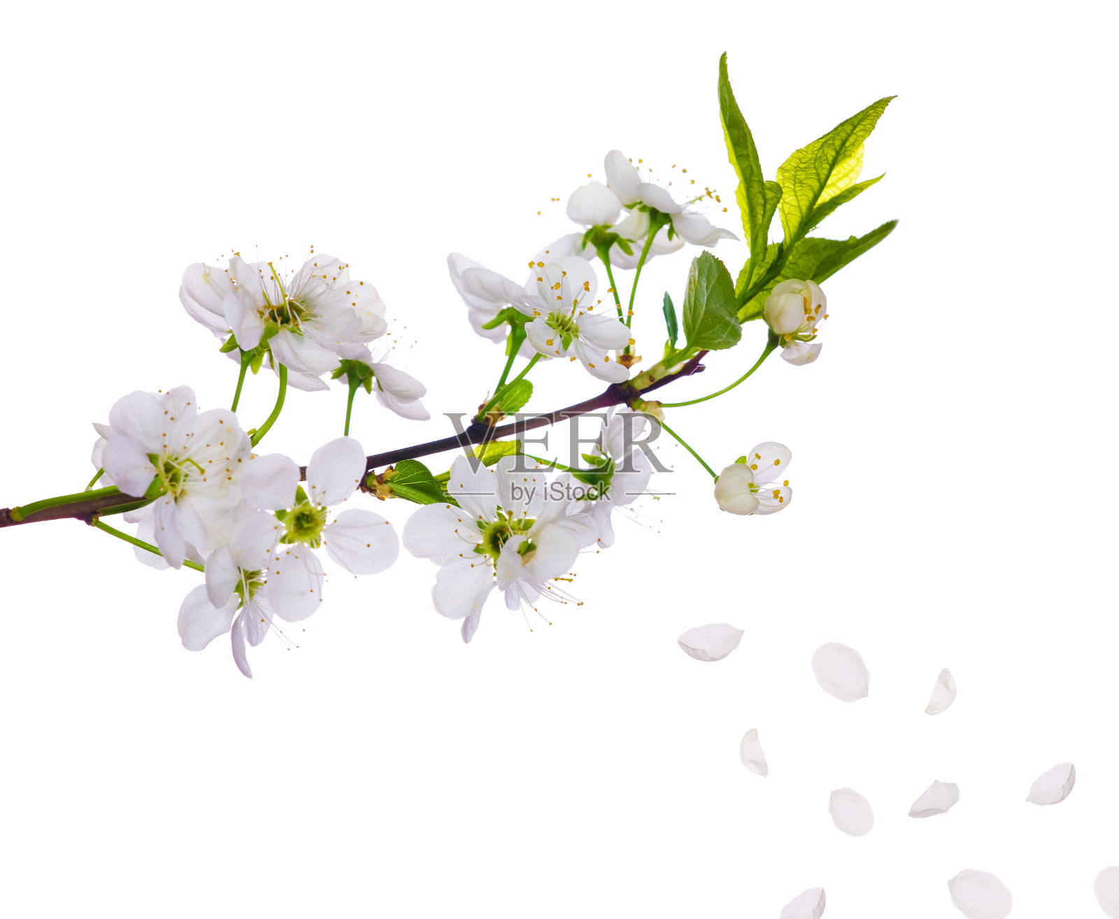 樱花和花瓣特写照片摄影图片