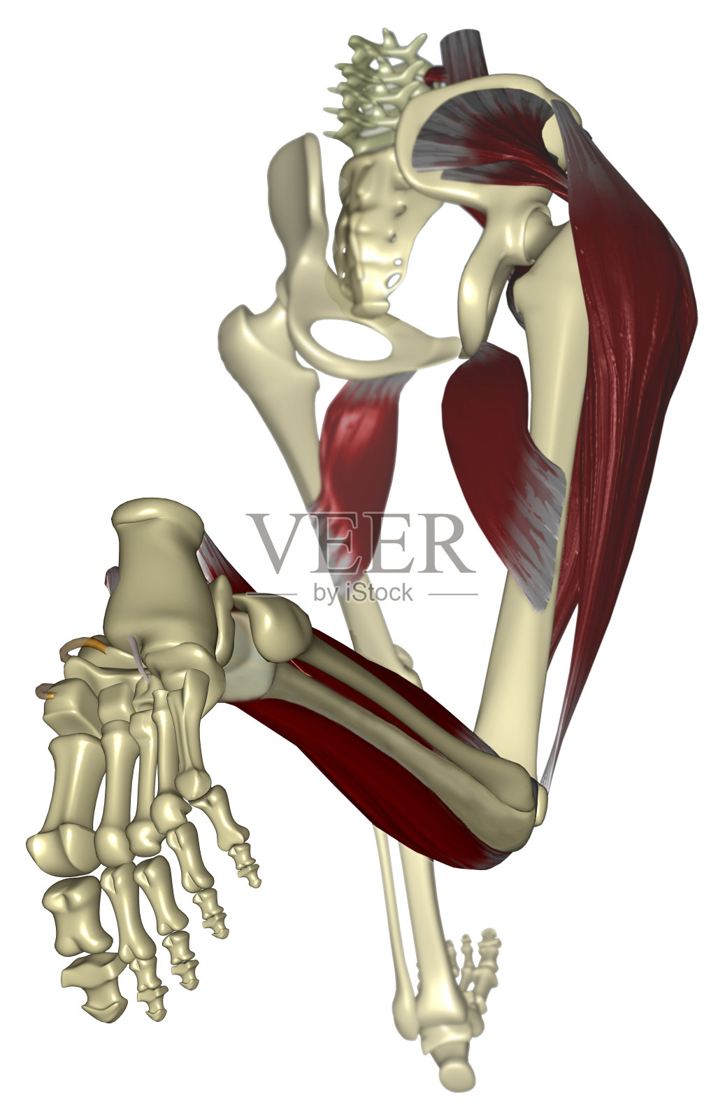 骨架运行照片摄影图片