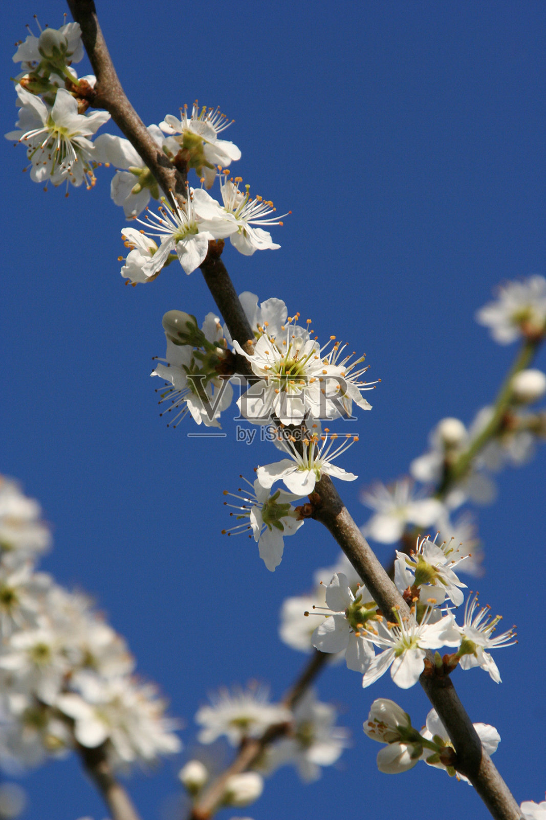 开花了照片摄影图片