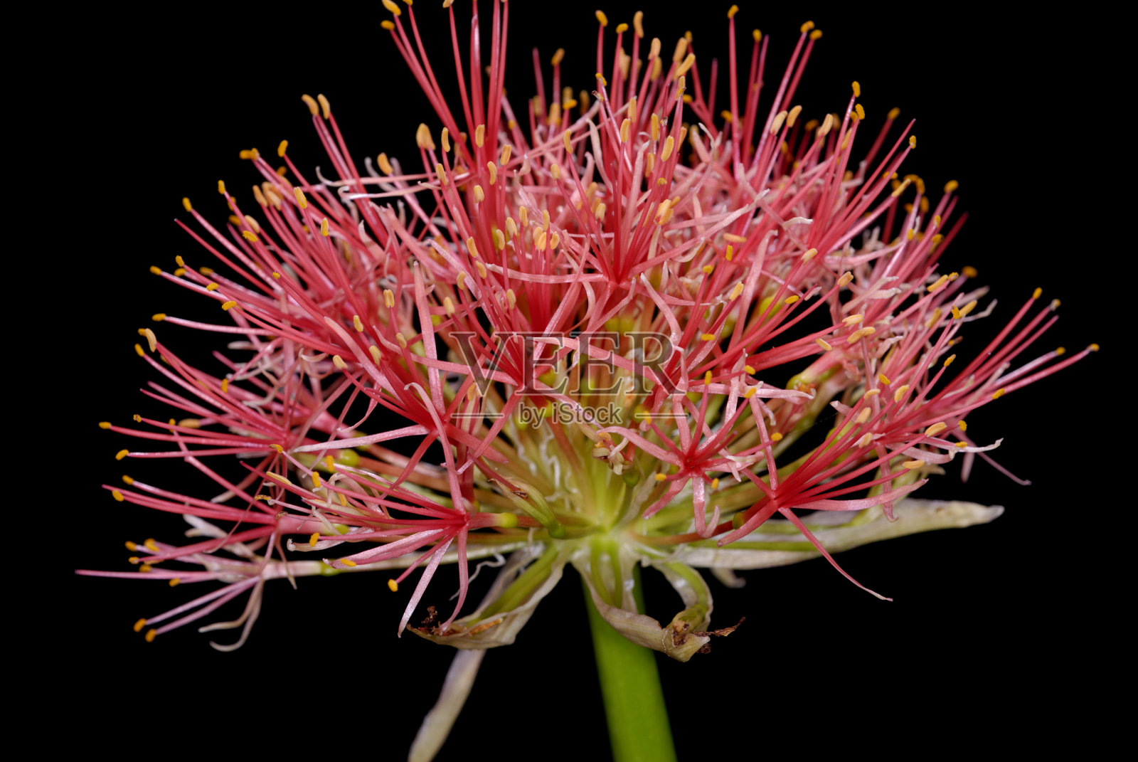 血百合照片摄影图片