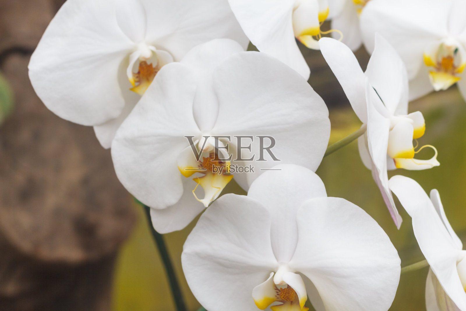 兰花(Vanda)照片摄影图片