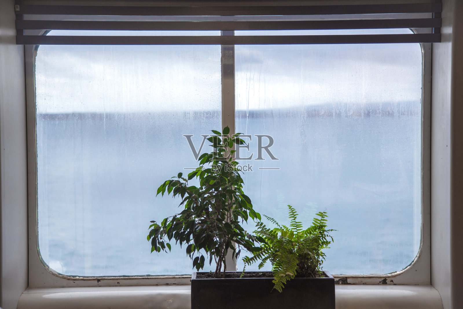 邮轮窗户植物照片摄影图片