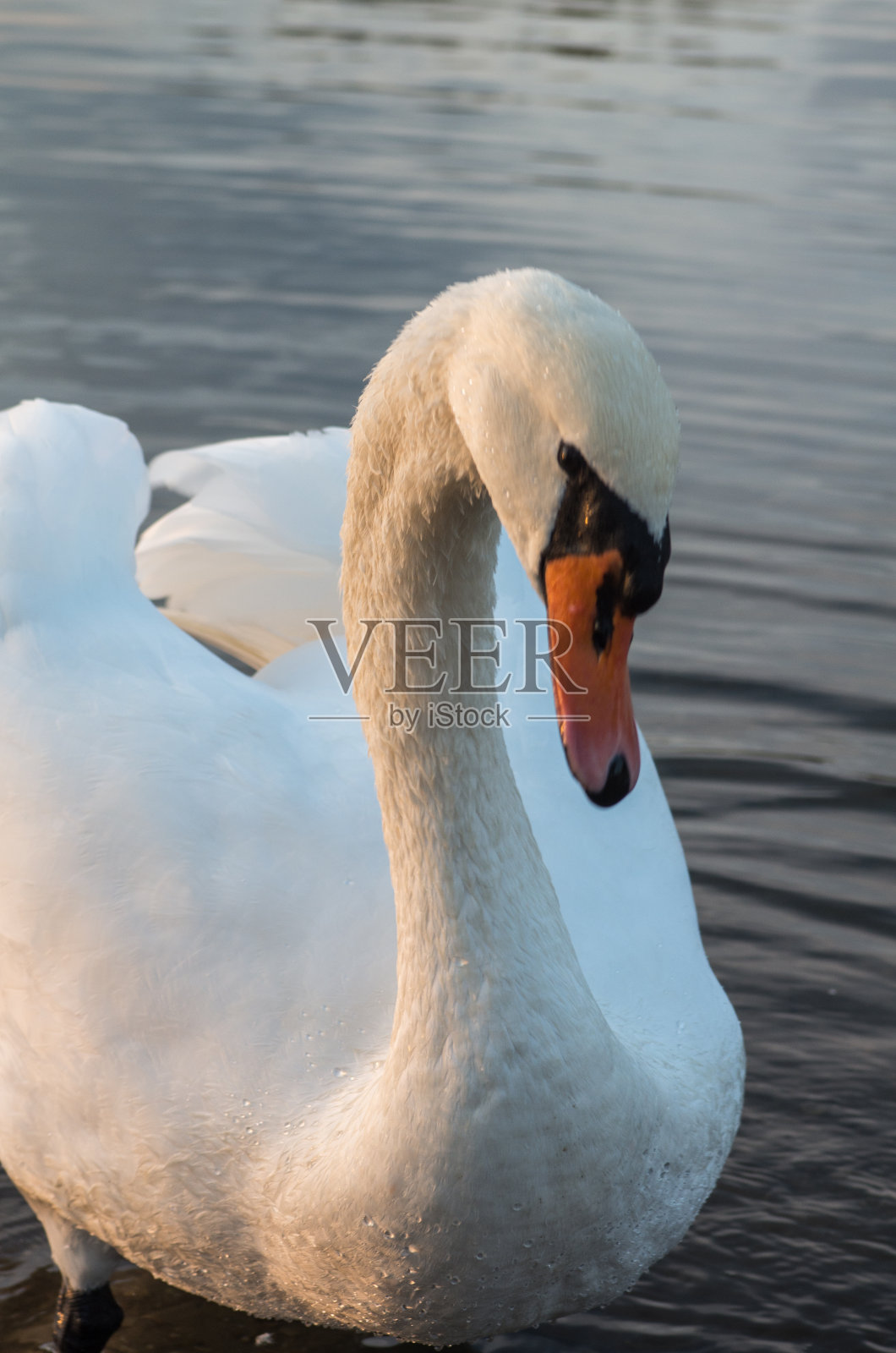 池塘里的天鹅照片摄影图片