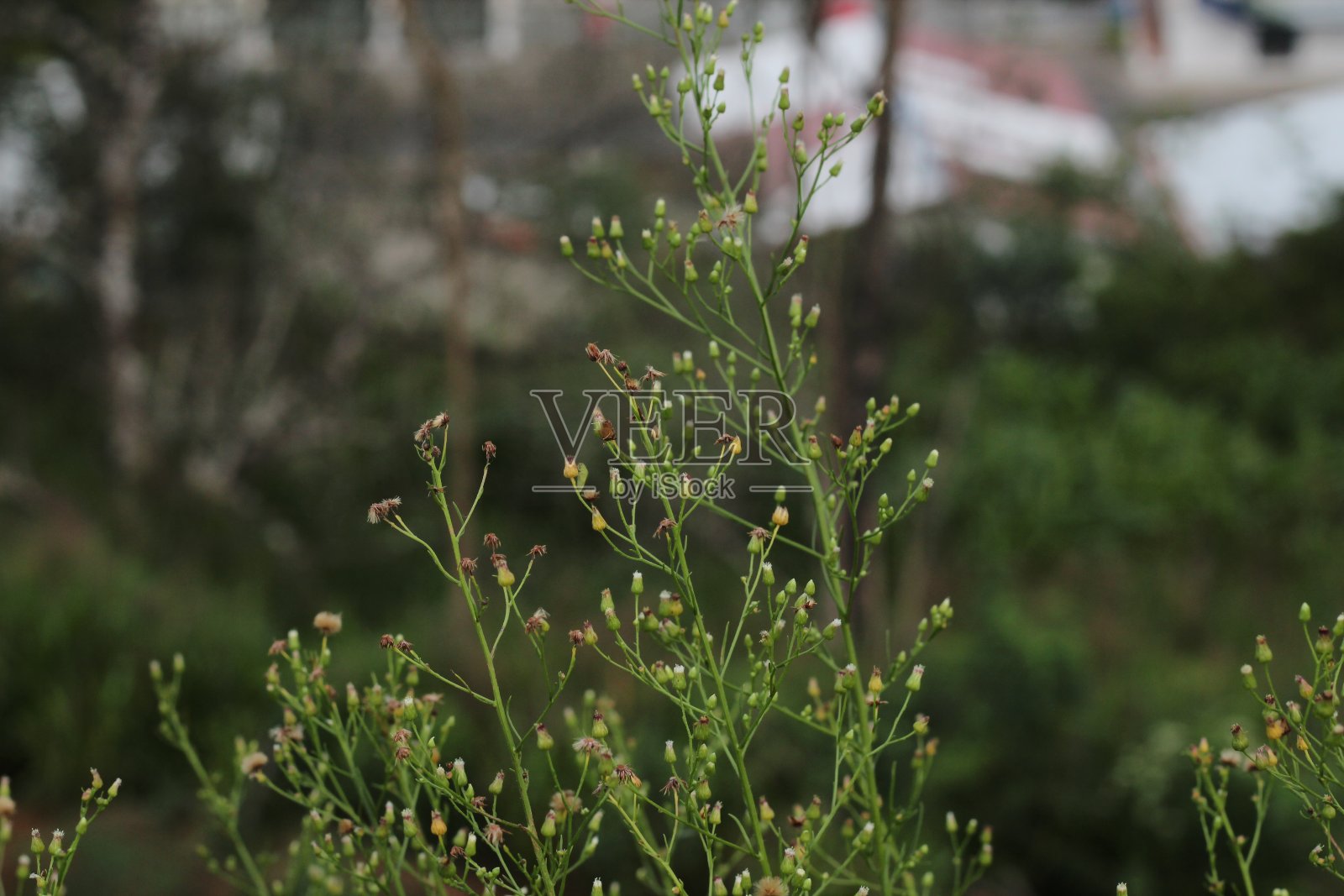 春天的花照片摄影图片