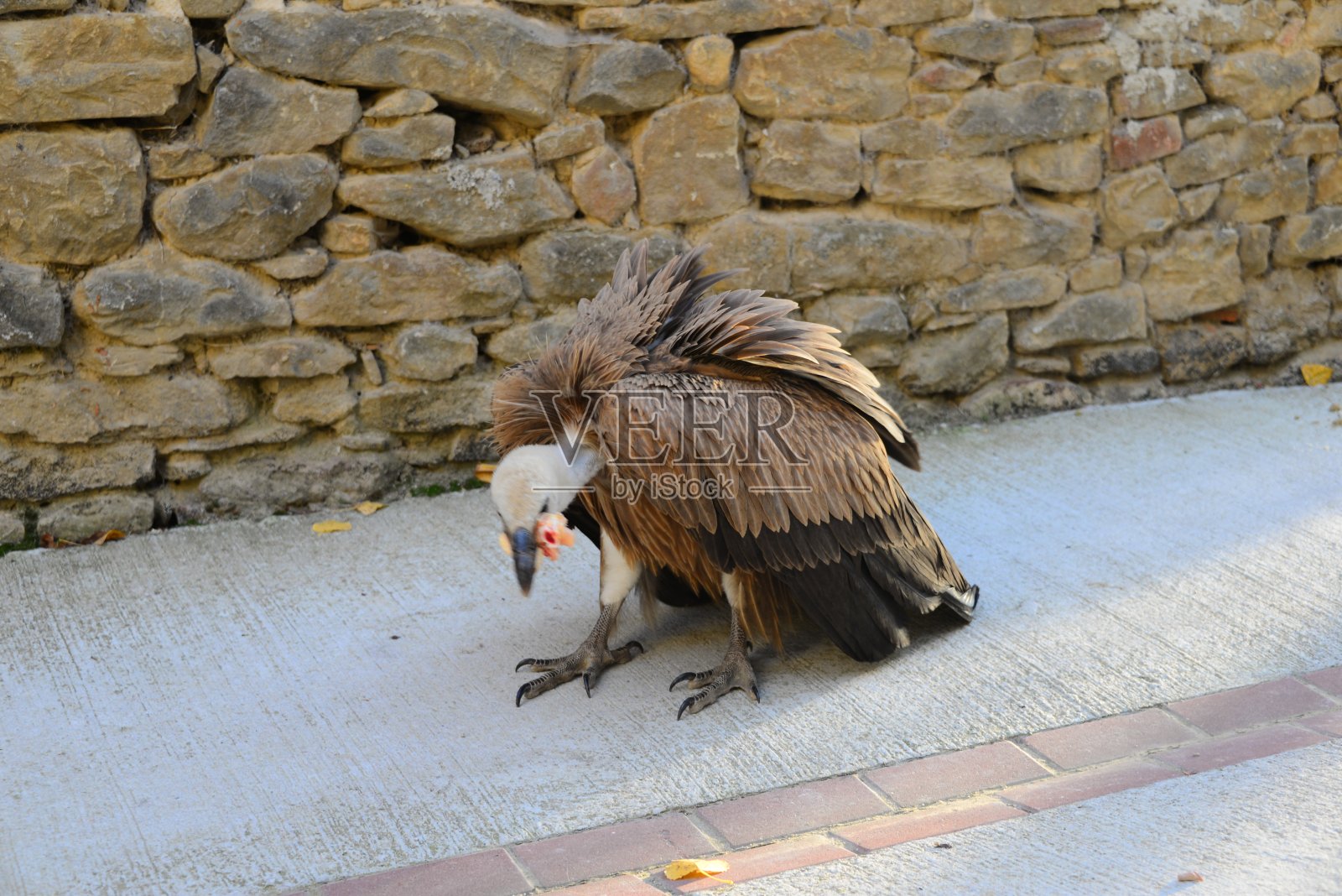 西班牙的兀鹫照片摄影图片