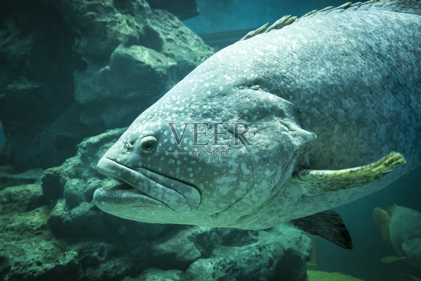 石斑鱼照片摄影图片