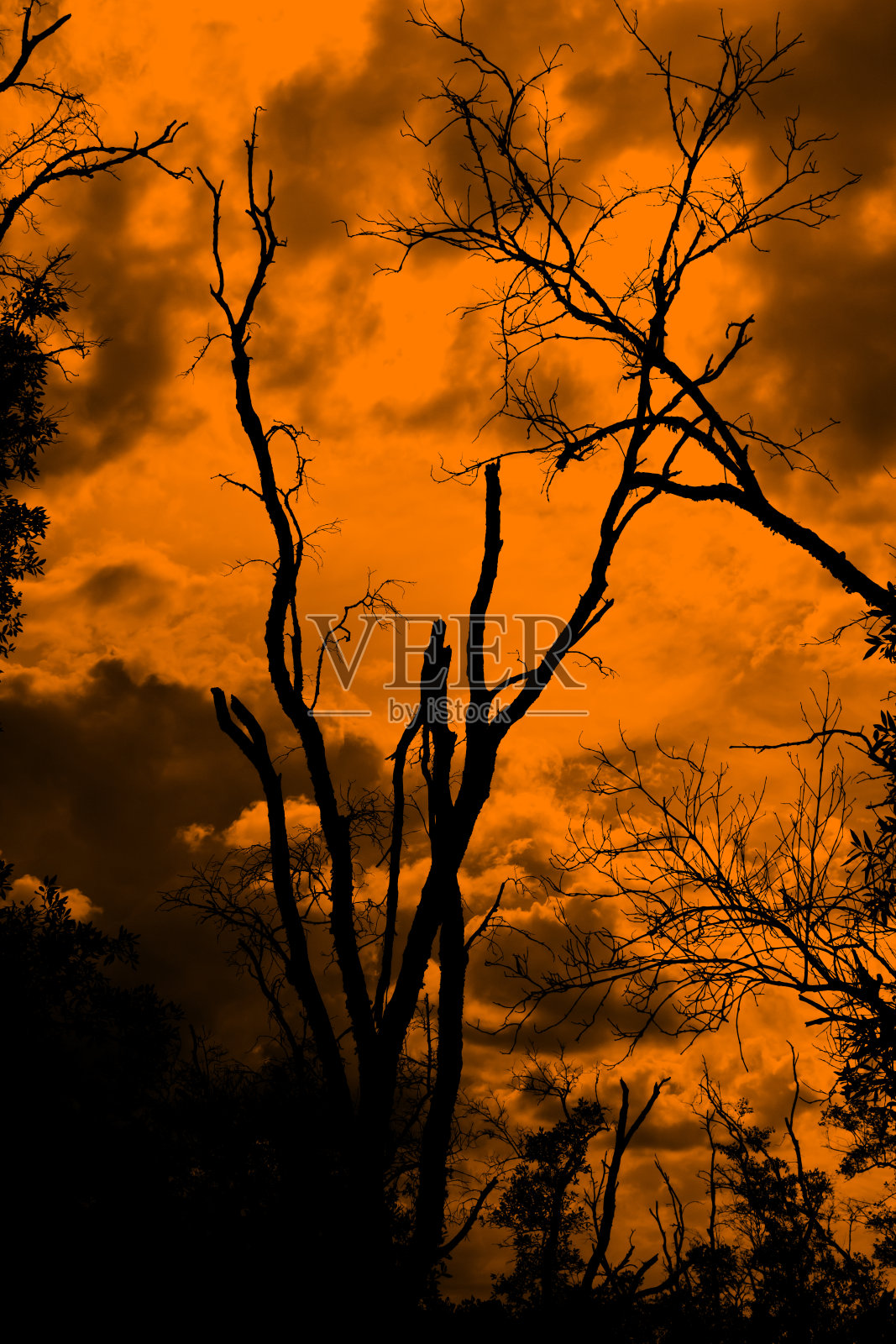 剪影背景上的枯树照片摄影图片