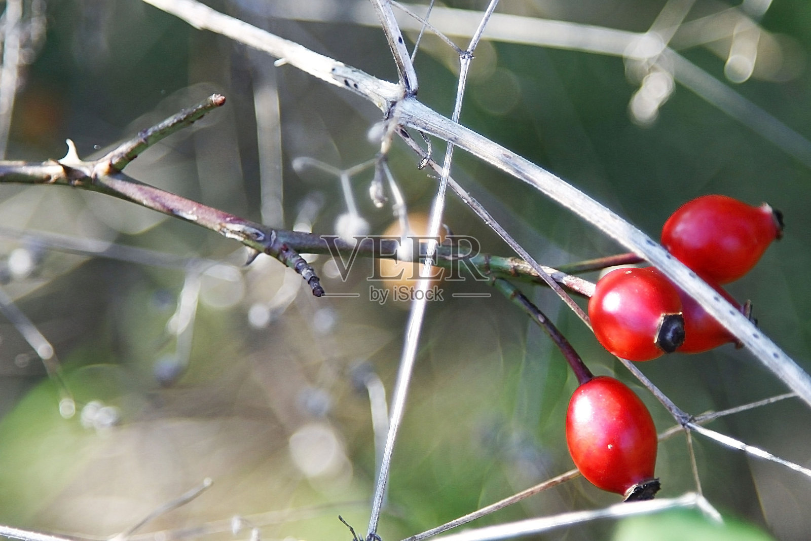 特写玫瑰果照片摄影图片