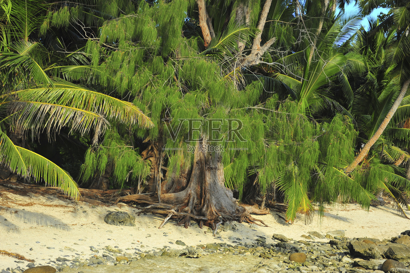 加勒比的海滩照片摄影图片
