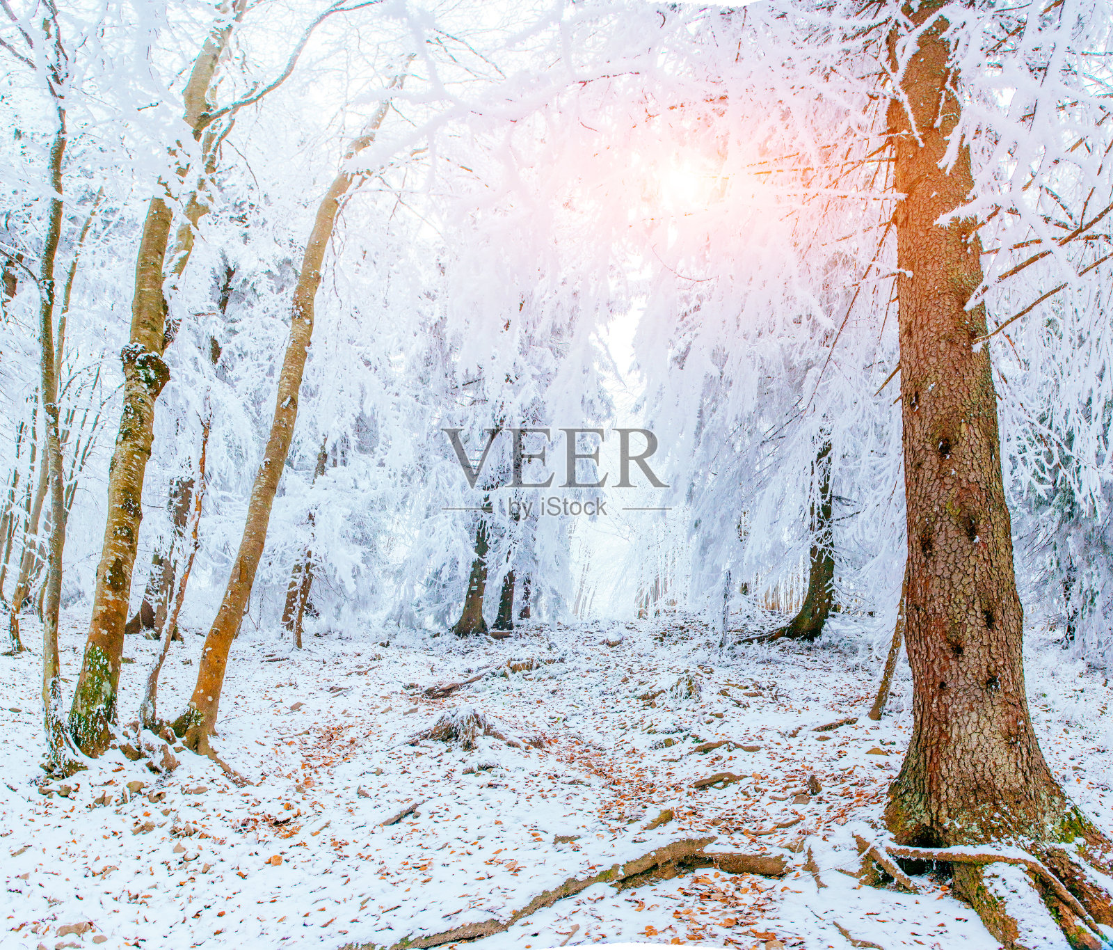 冬季景观树木在霜冻照片摄影图片