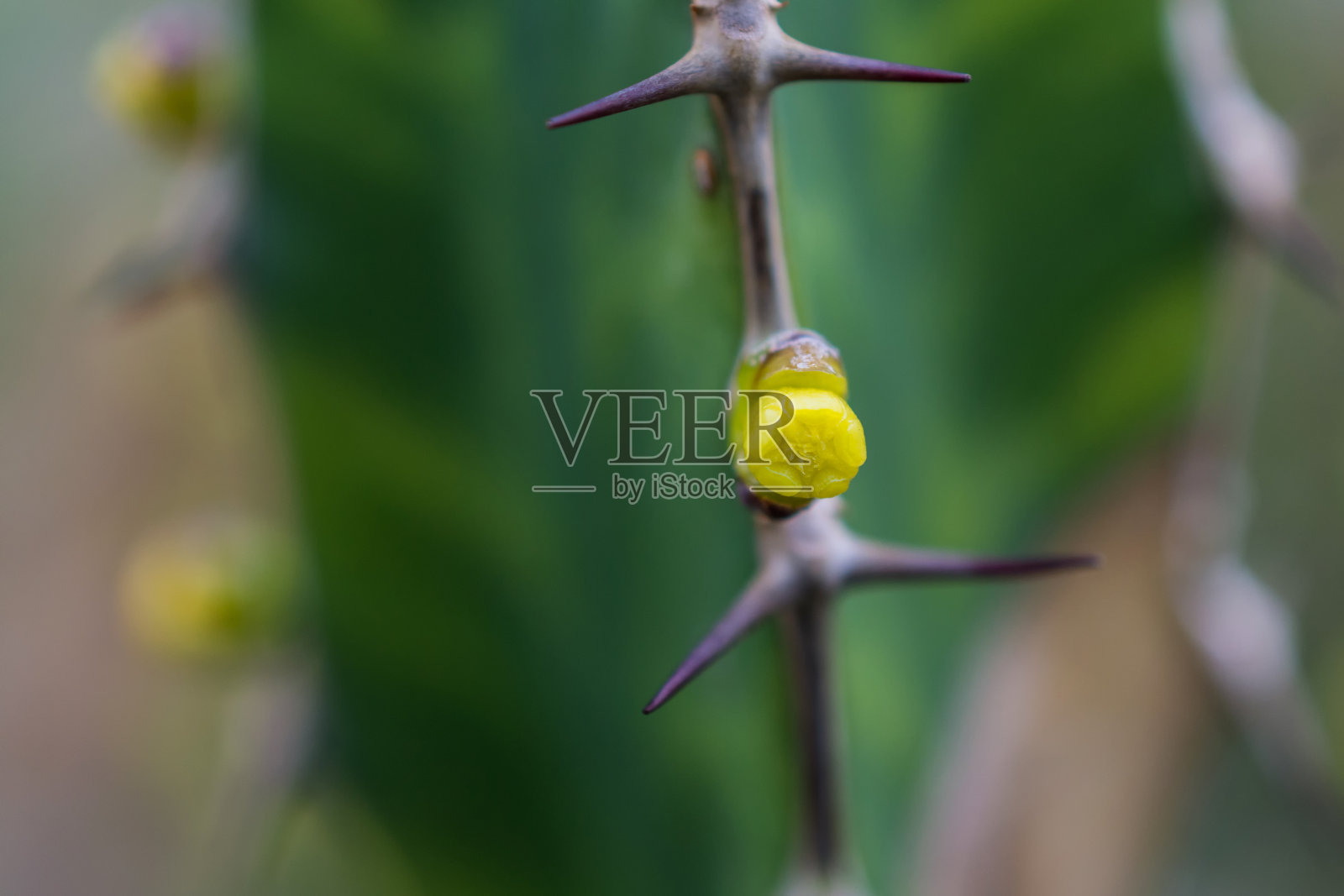 沙漠仙人掌的微距细节,上面开着黄色的小花照片摄影图片