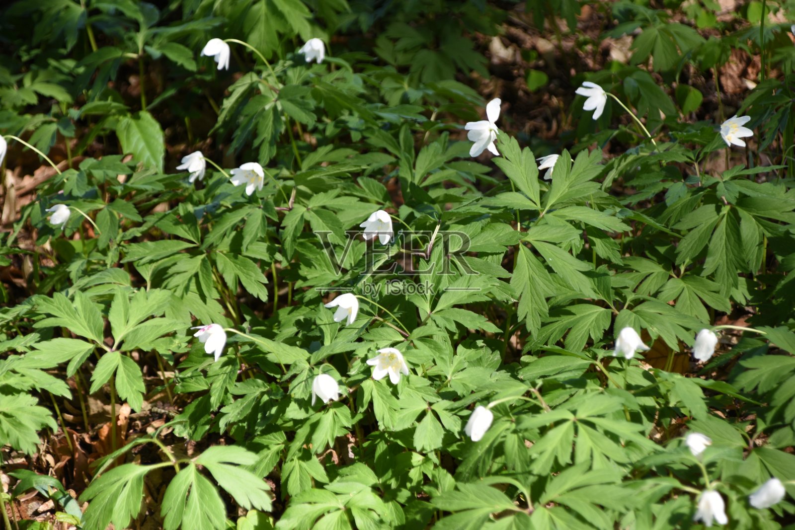 春天在森林的地面上照片摄影图片
