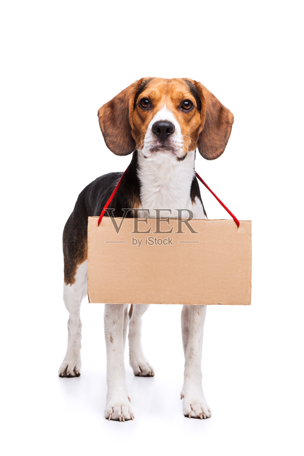 小猎犬号与平板电脑照片摄影图片