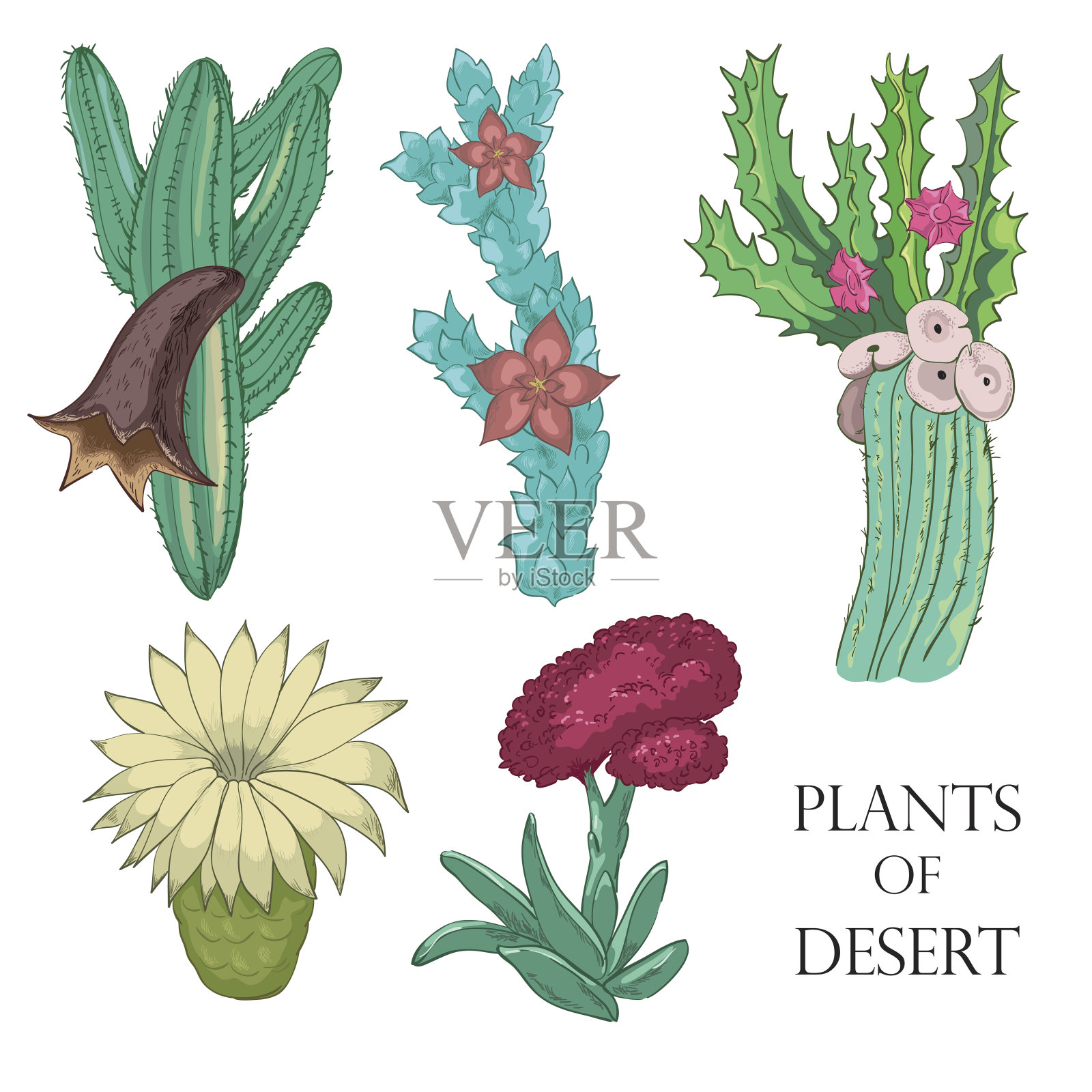 植物的沙漠插画图片素材