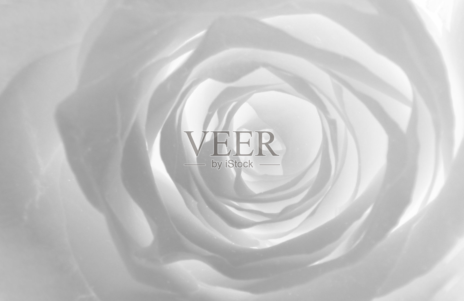 玫瑰花的背景照片摄影图片