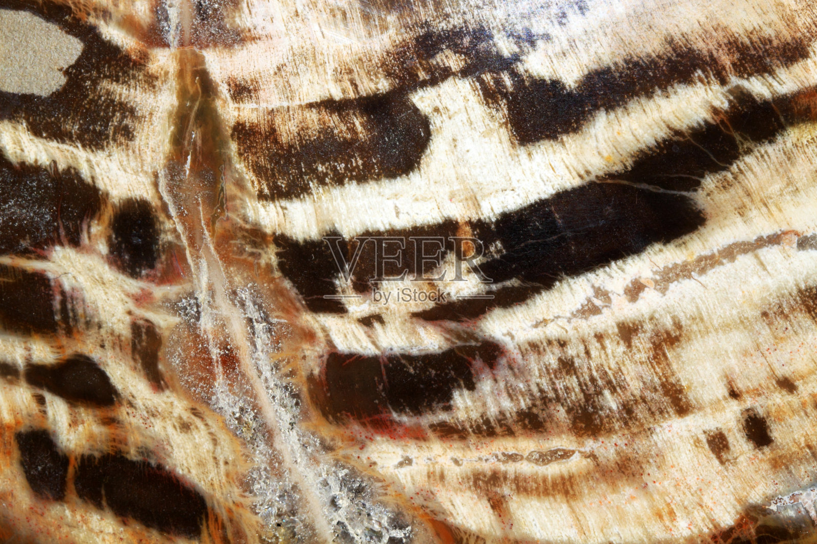 木化石是陆地植物的化石遗迹照片摄影图片