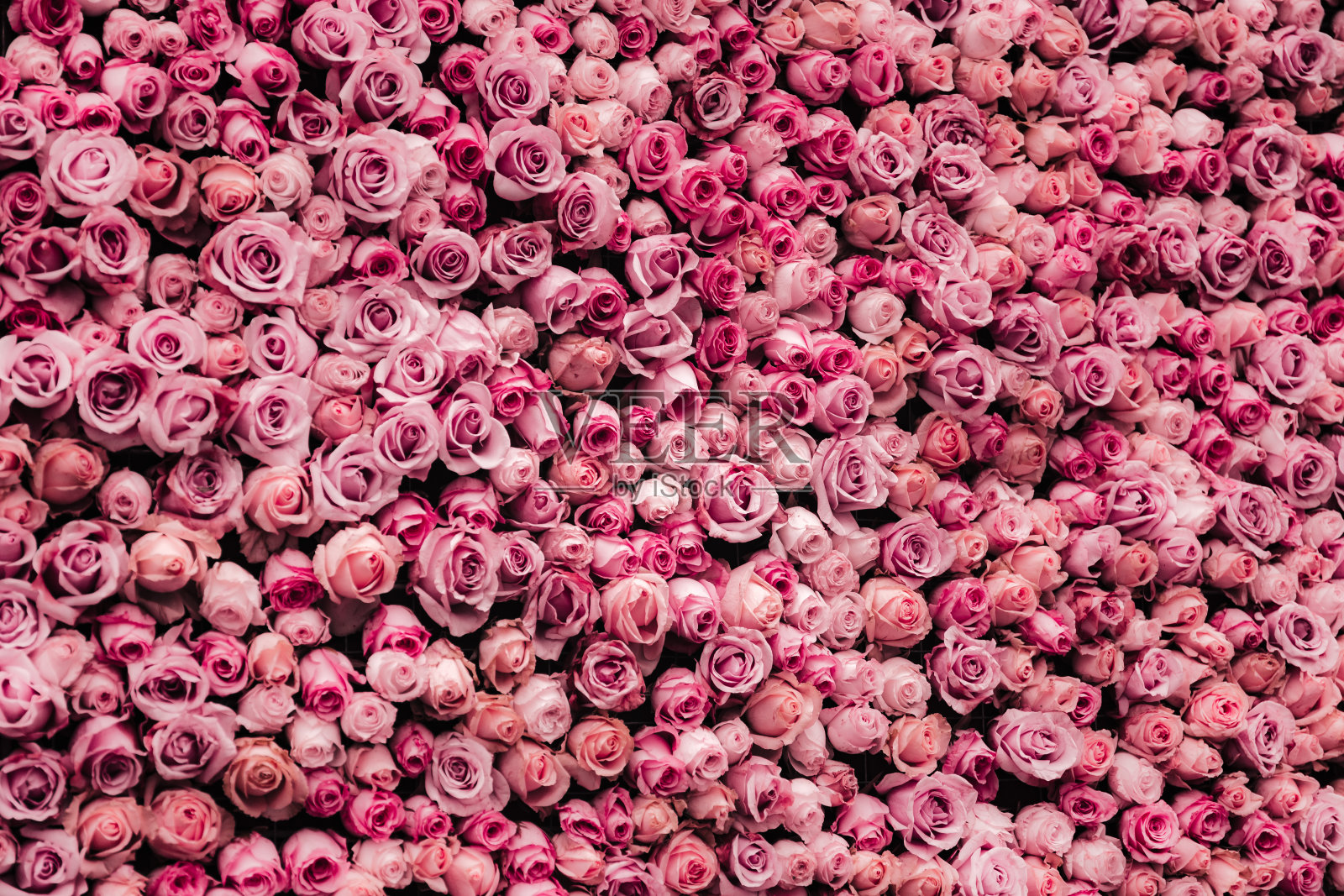 花墙背景与惊人的玫瑰照片摄影图片