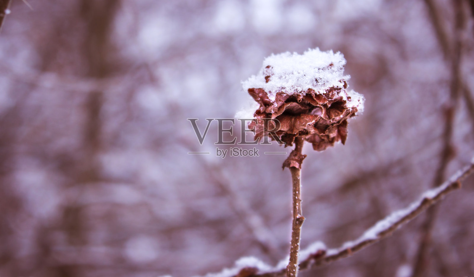 雪下柳树开照片摄影图片