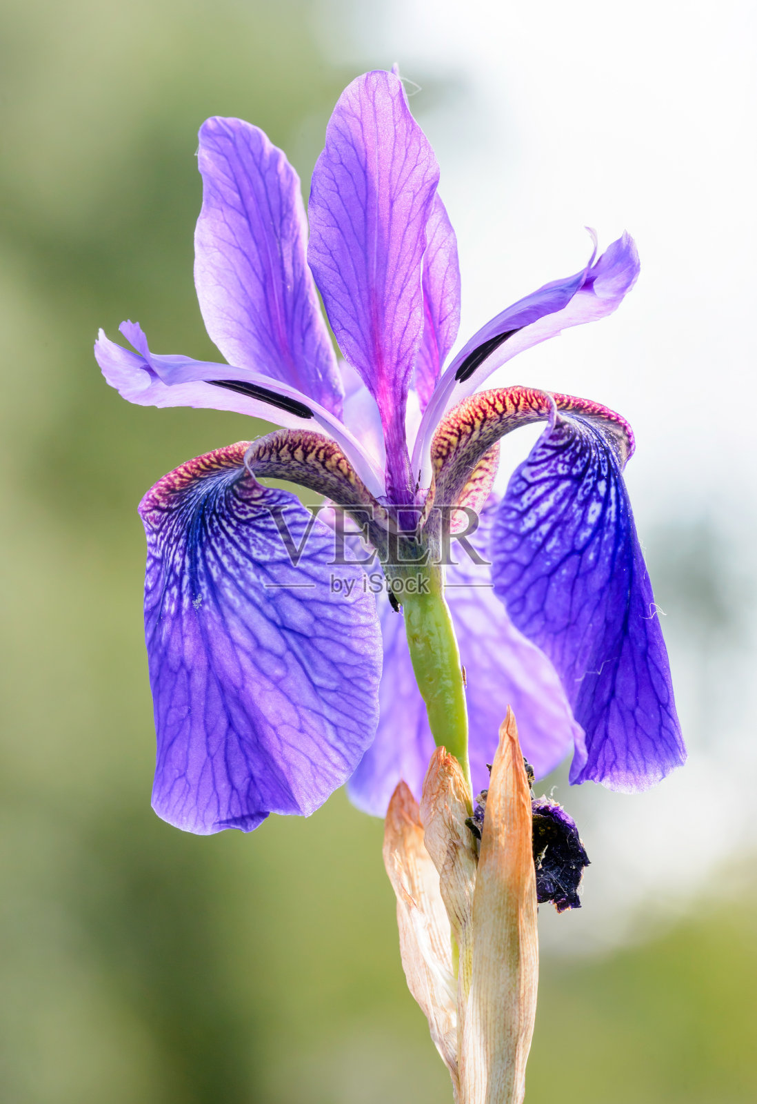 草地上的西伯利亚鸢尾照片摄影图片