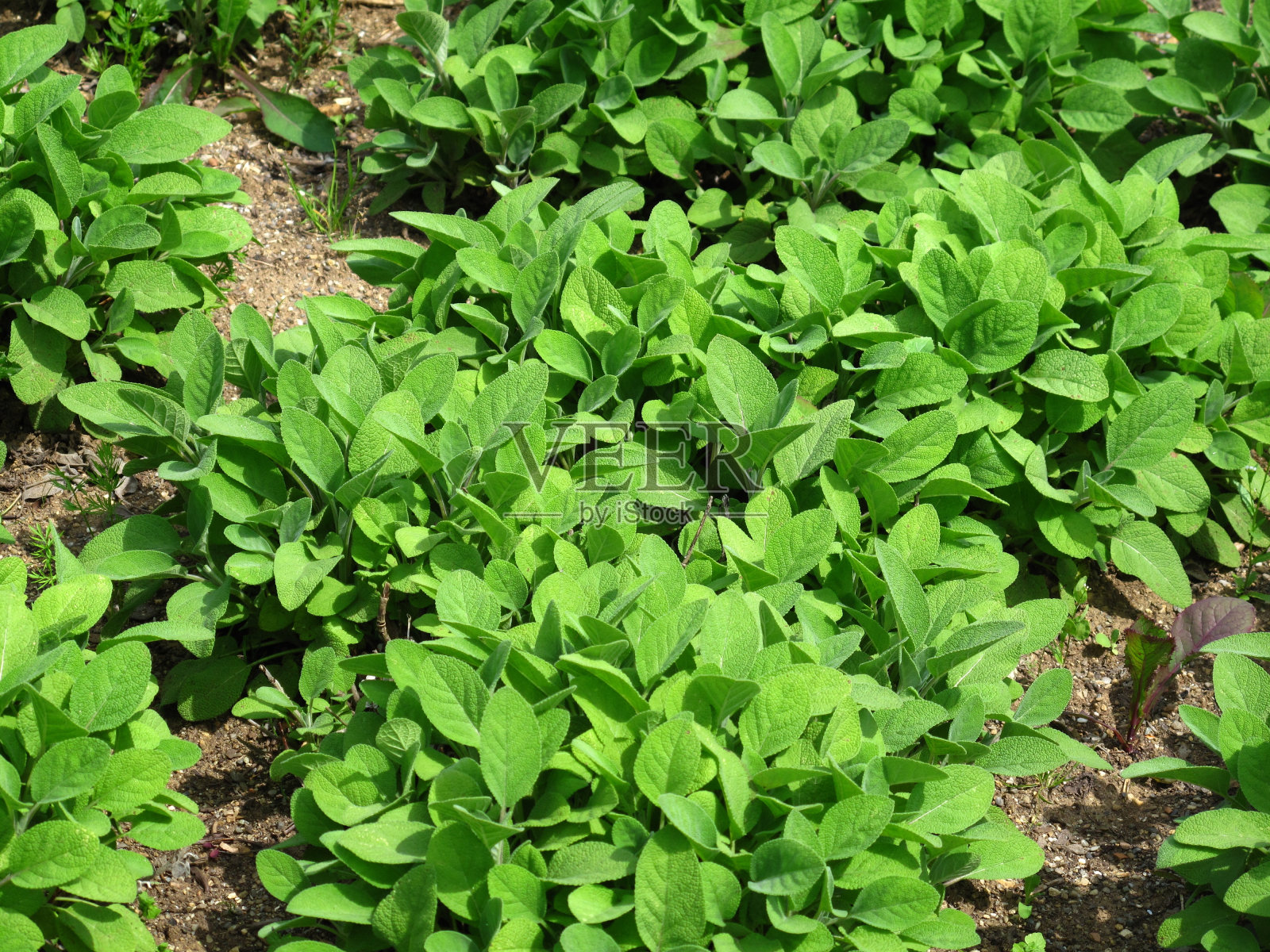 花园里的鼠尾草-丹参照片摄影图片