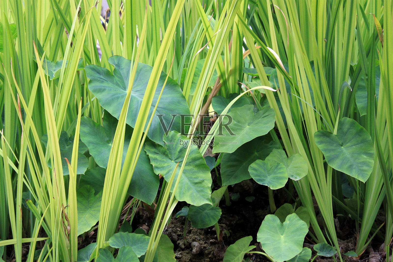 草照片摄影图片