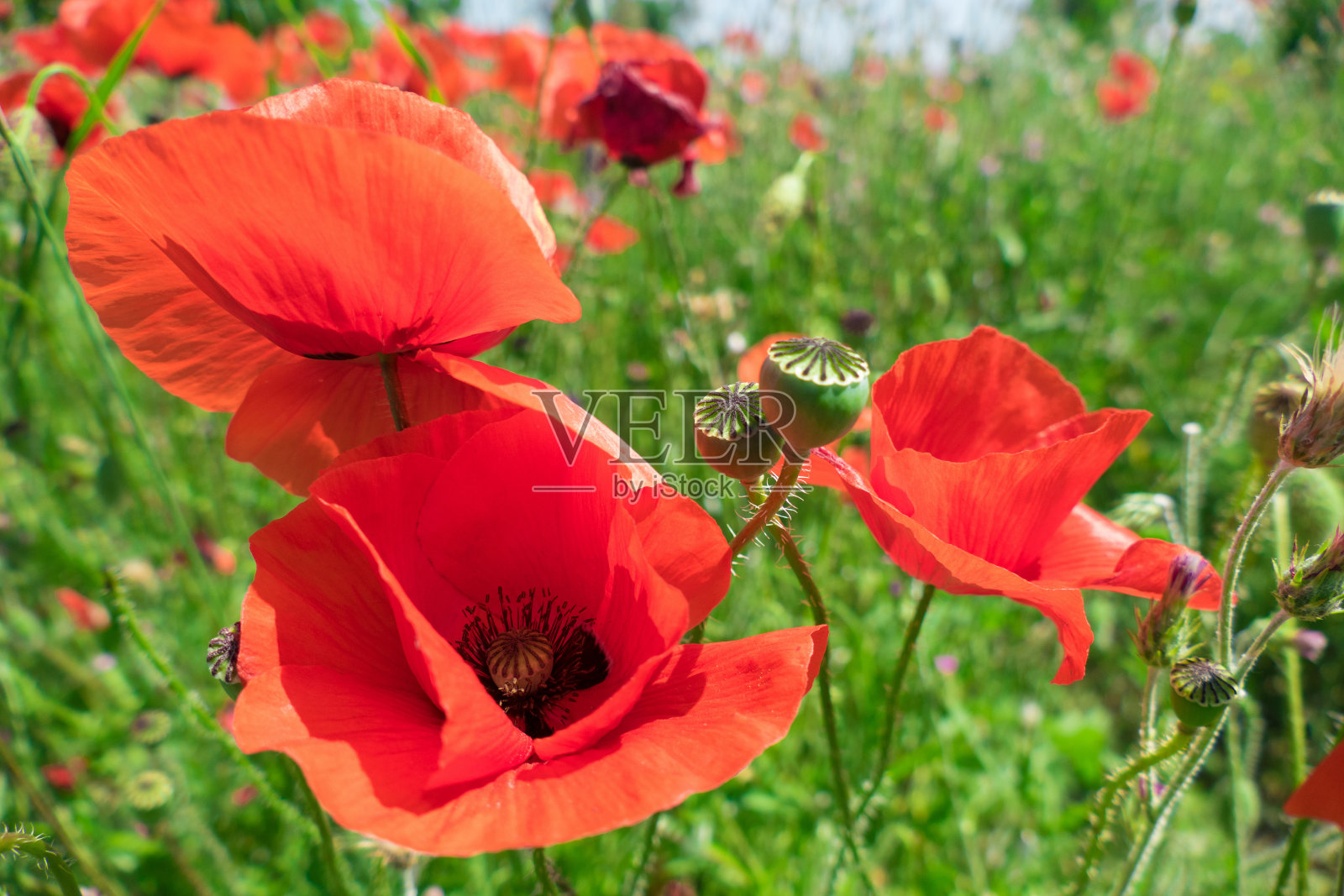 风中的红色罂粟照片摄影图片