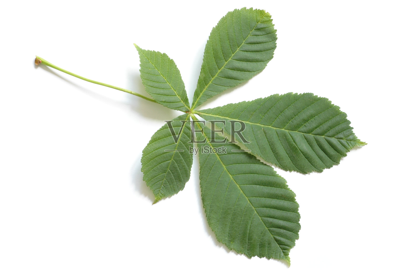 叶照片摄影图片