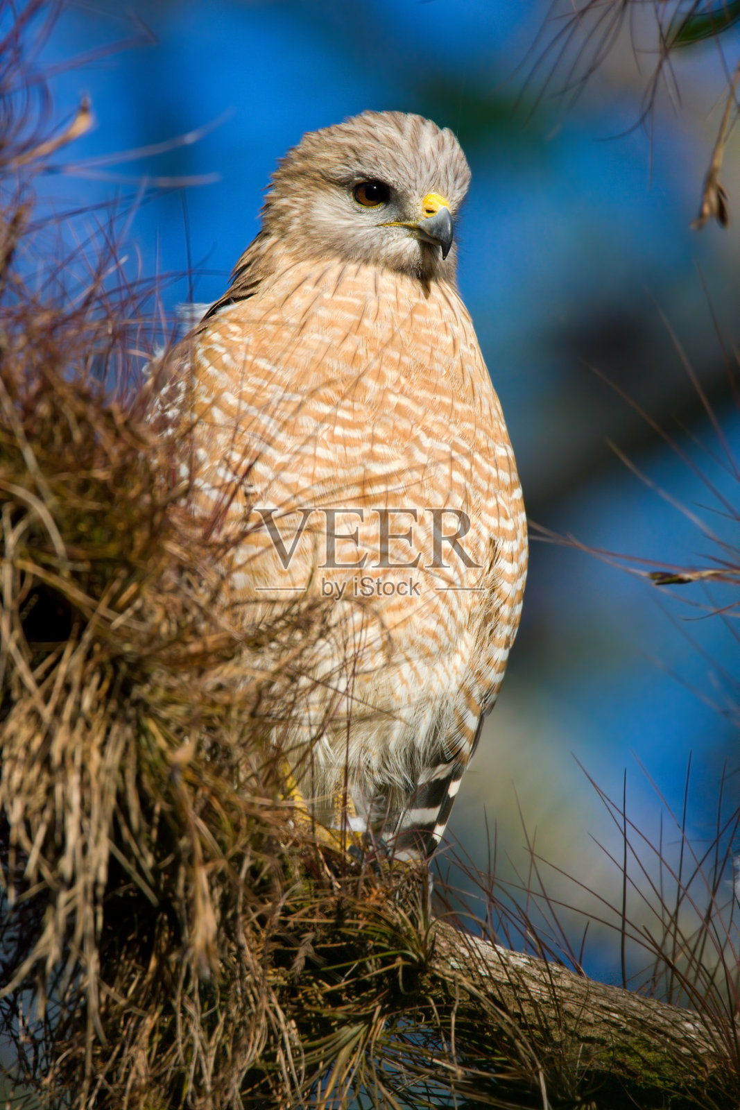 承担红鹰照片摄影图片