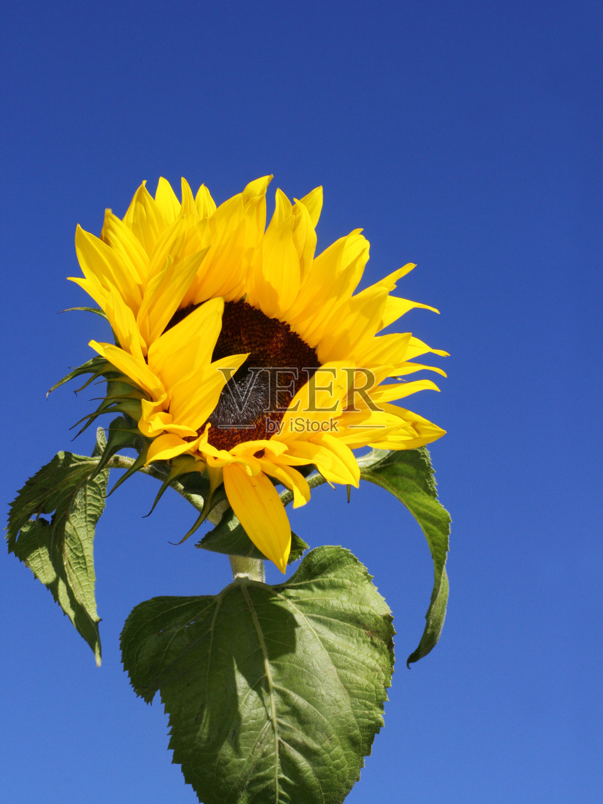 太阳的花照片摄影图片