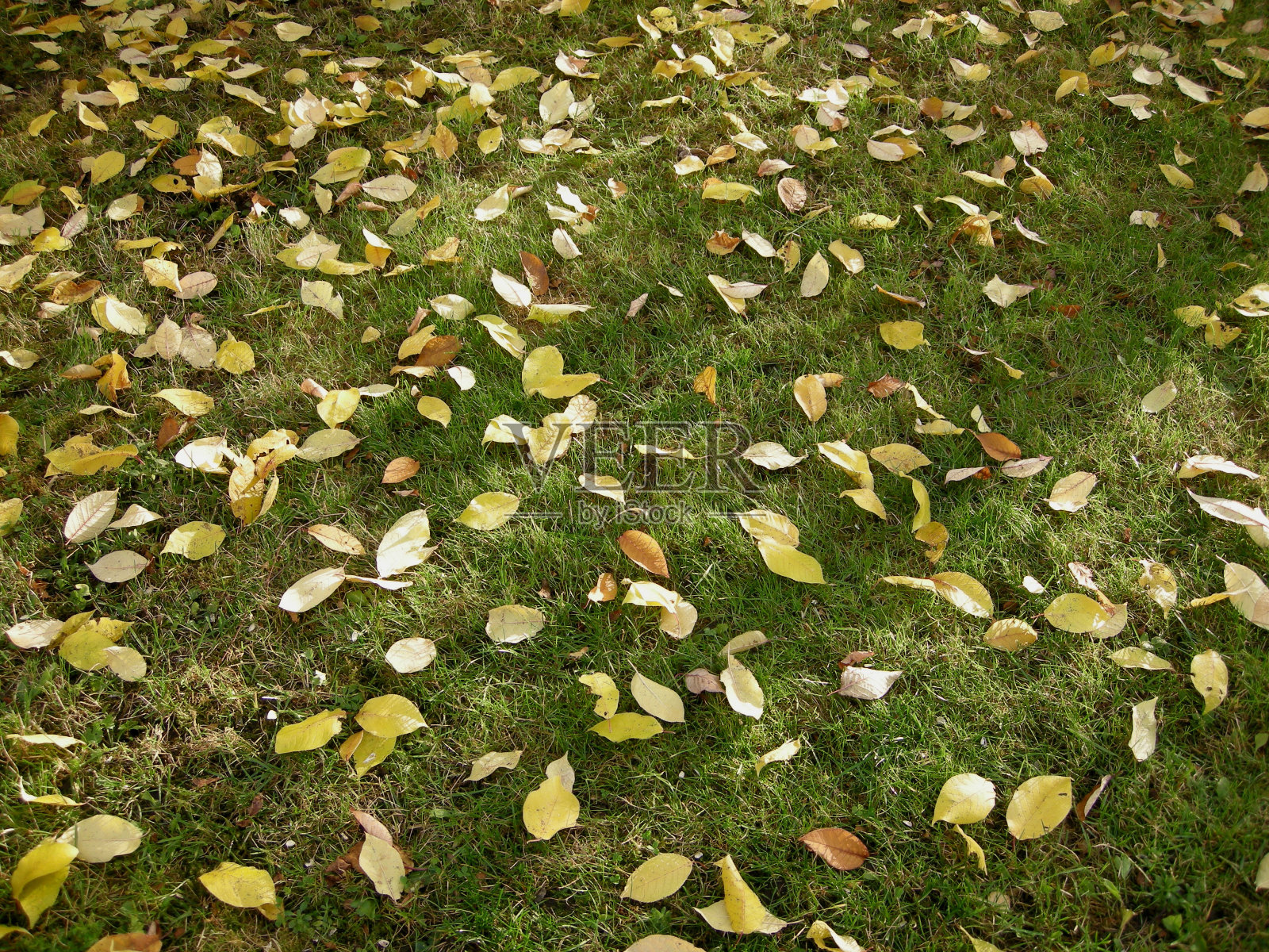 秋天照片摄影图片