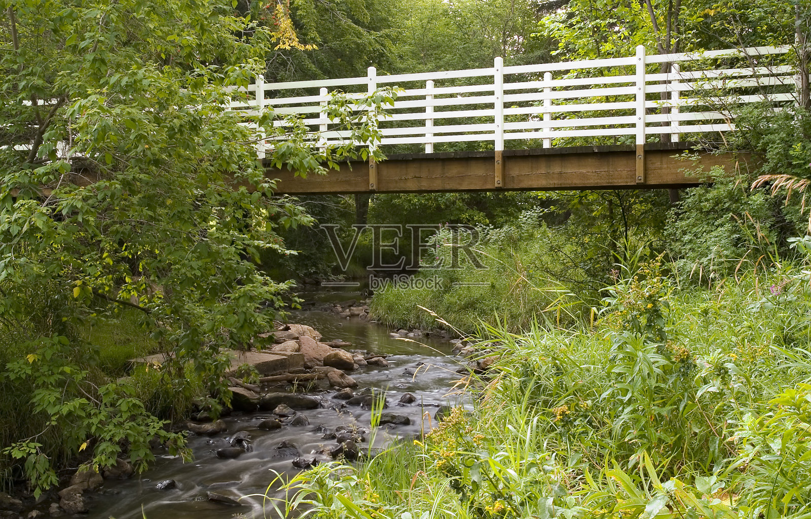 森林之桥照片摄影图片