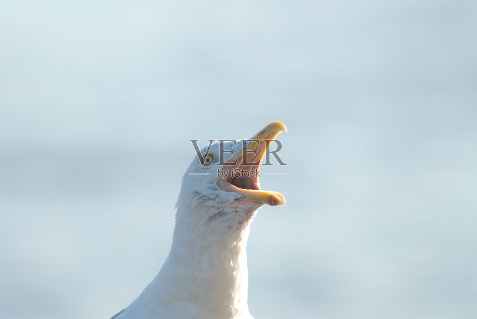 海鸥宣布照片摄影图片