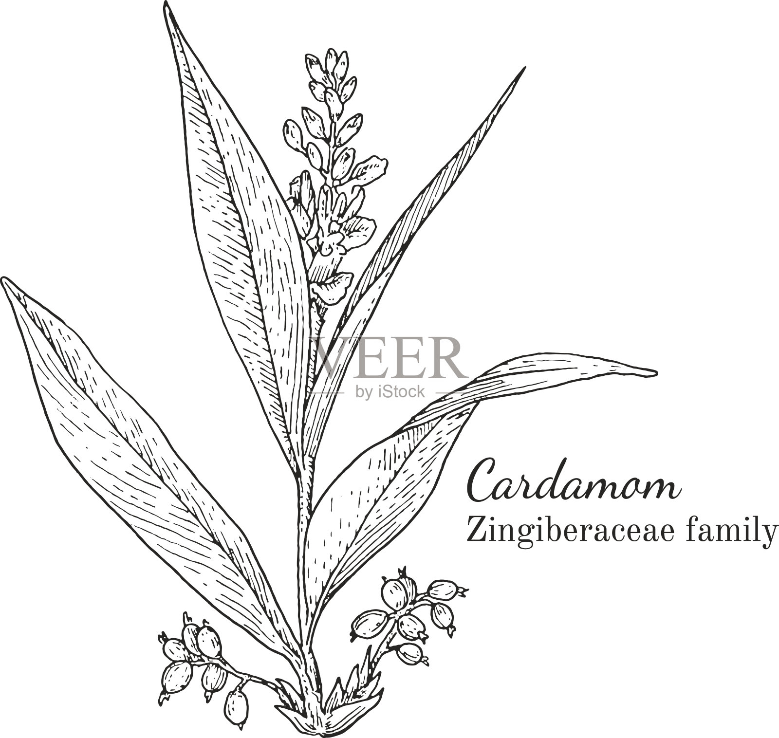 墨水豆蔻手绘草图插画图片素材