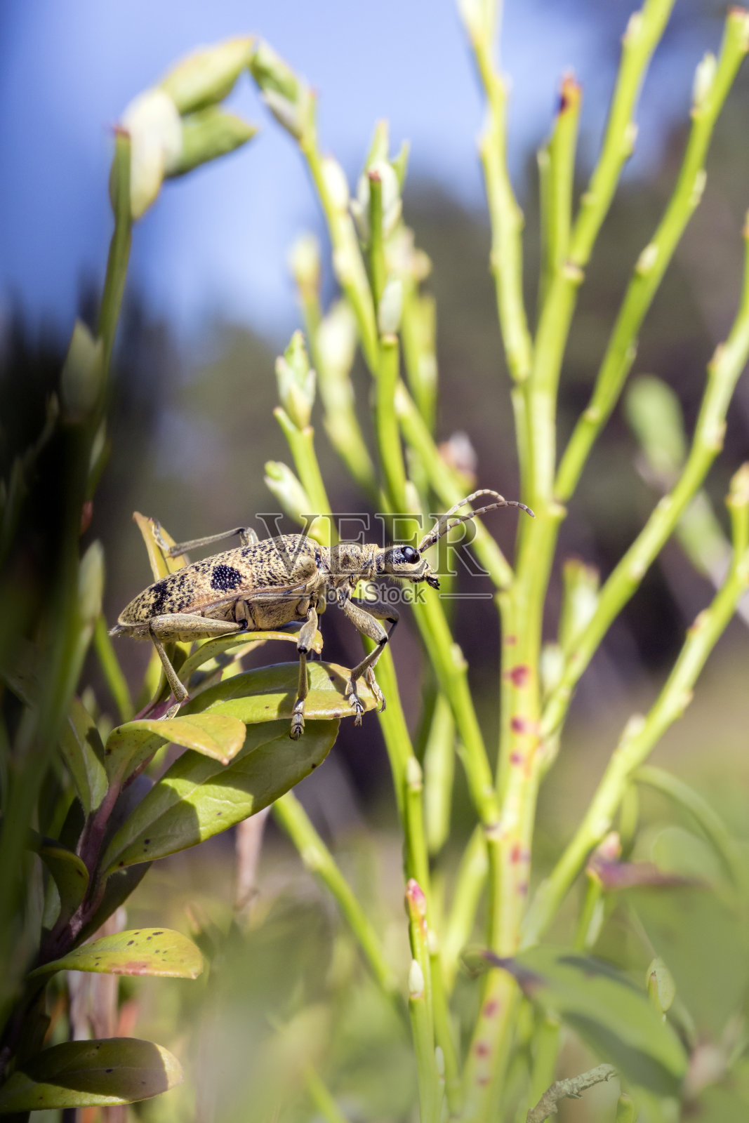 黑斑钳子支持甲虫,Rhagium mordax照片摄影图片