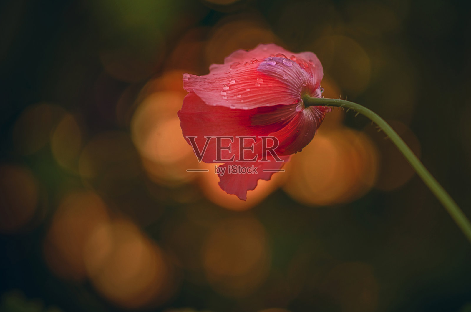 花照片摄影图片