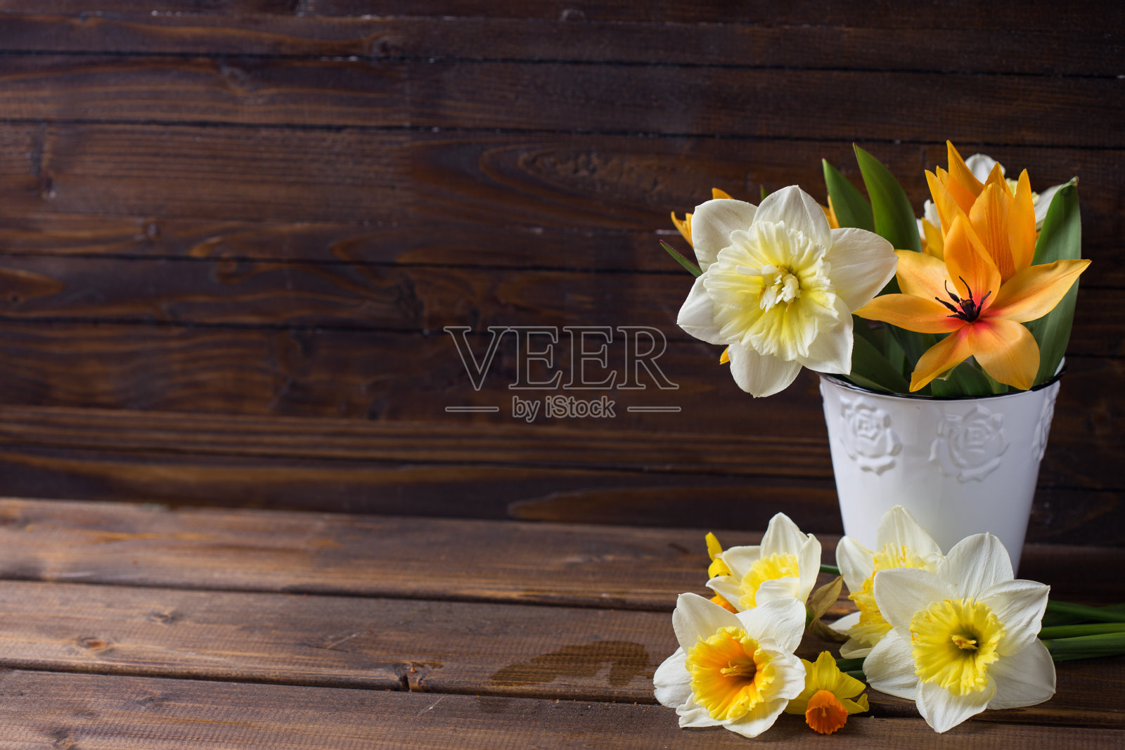 背景与新鲜水仙照片摄影图片