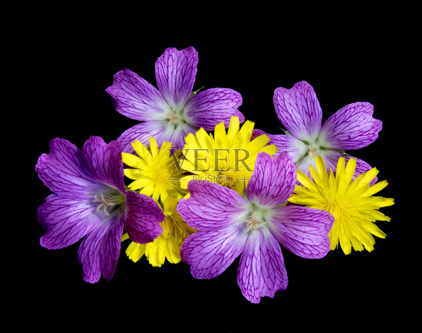 收集的紫色和蒲公英花在黑色的背景照片摄影图片