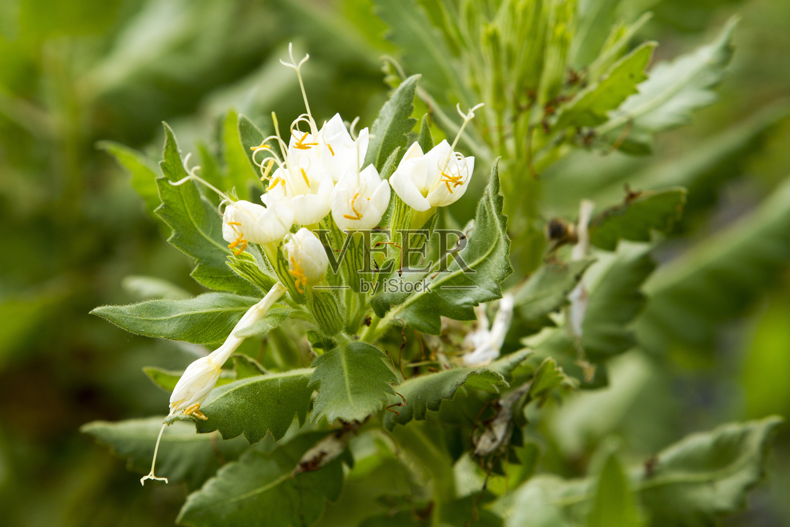 精致的白色花照片摄影图片