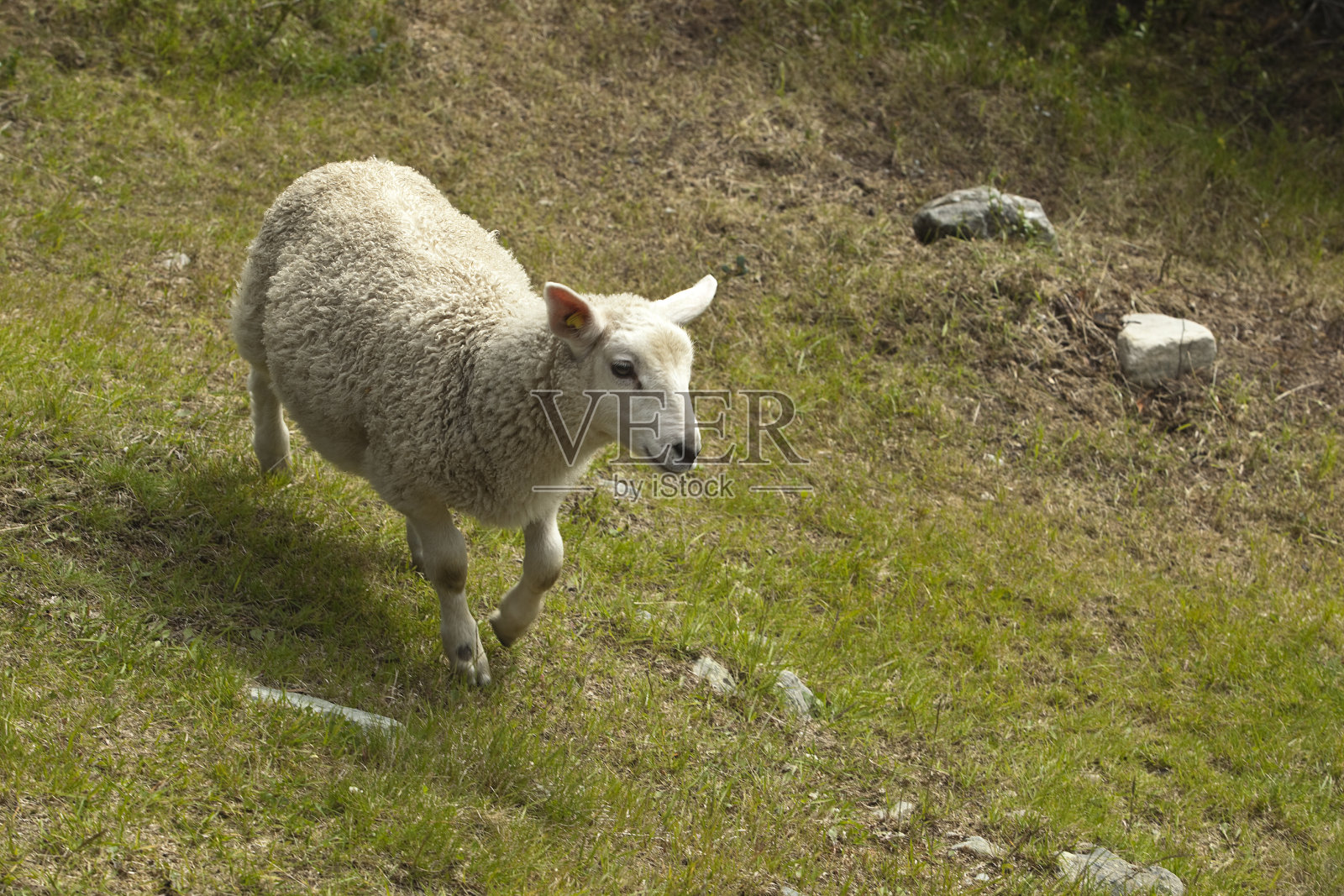 夏天牧场上的羊。照片摄影图片