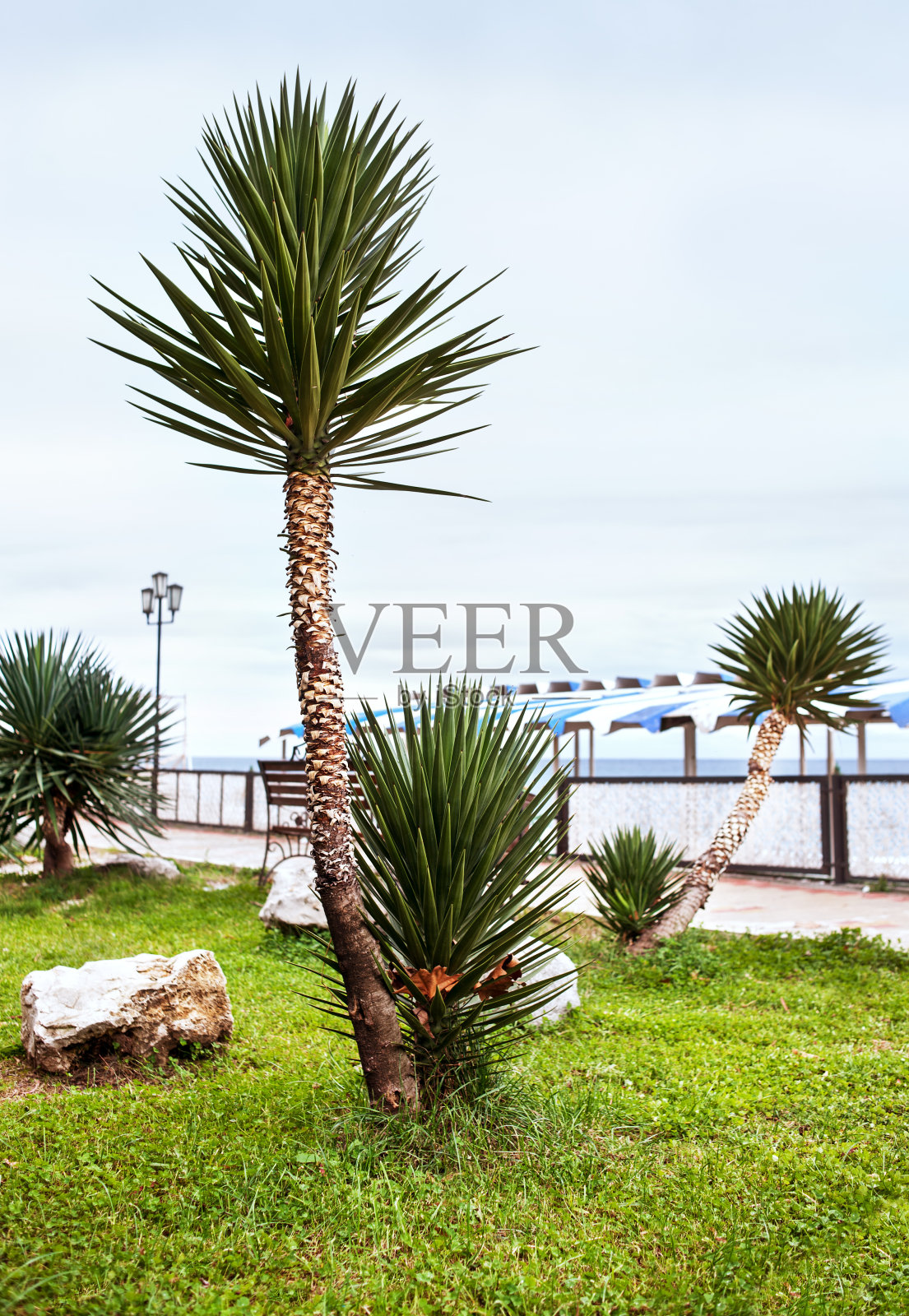 热带棕榈树公园照片摄影图片