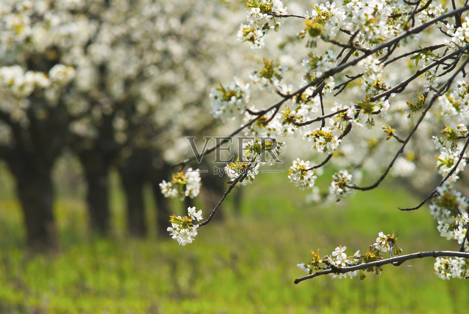 樱桃的花照片摄影图片