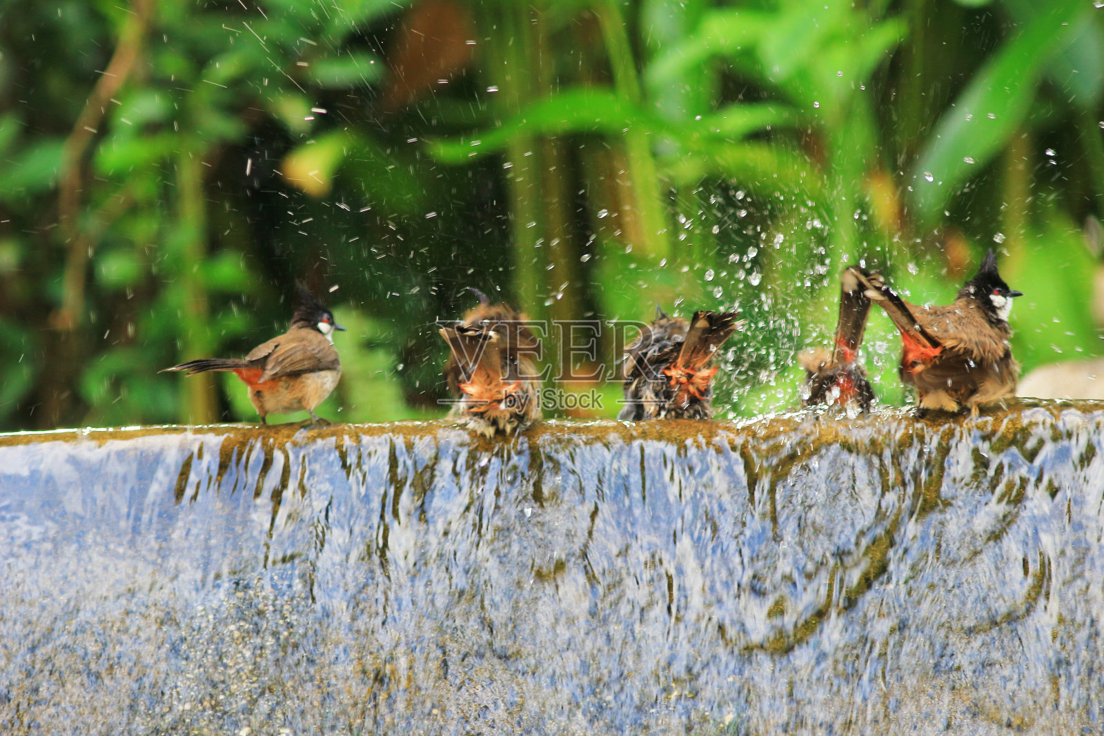 鸟儿们正在鸟浴中享受洗澡的乐趣照片摄影图片